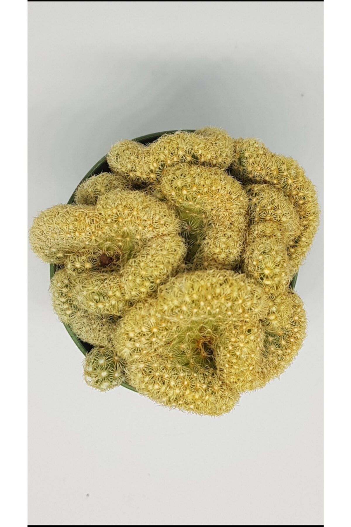 DOĞA BAHÇESİ Mammillaria Elongata Cristata Özel Tür Kaktüs 5,5cm Saksılı