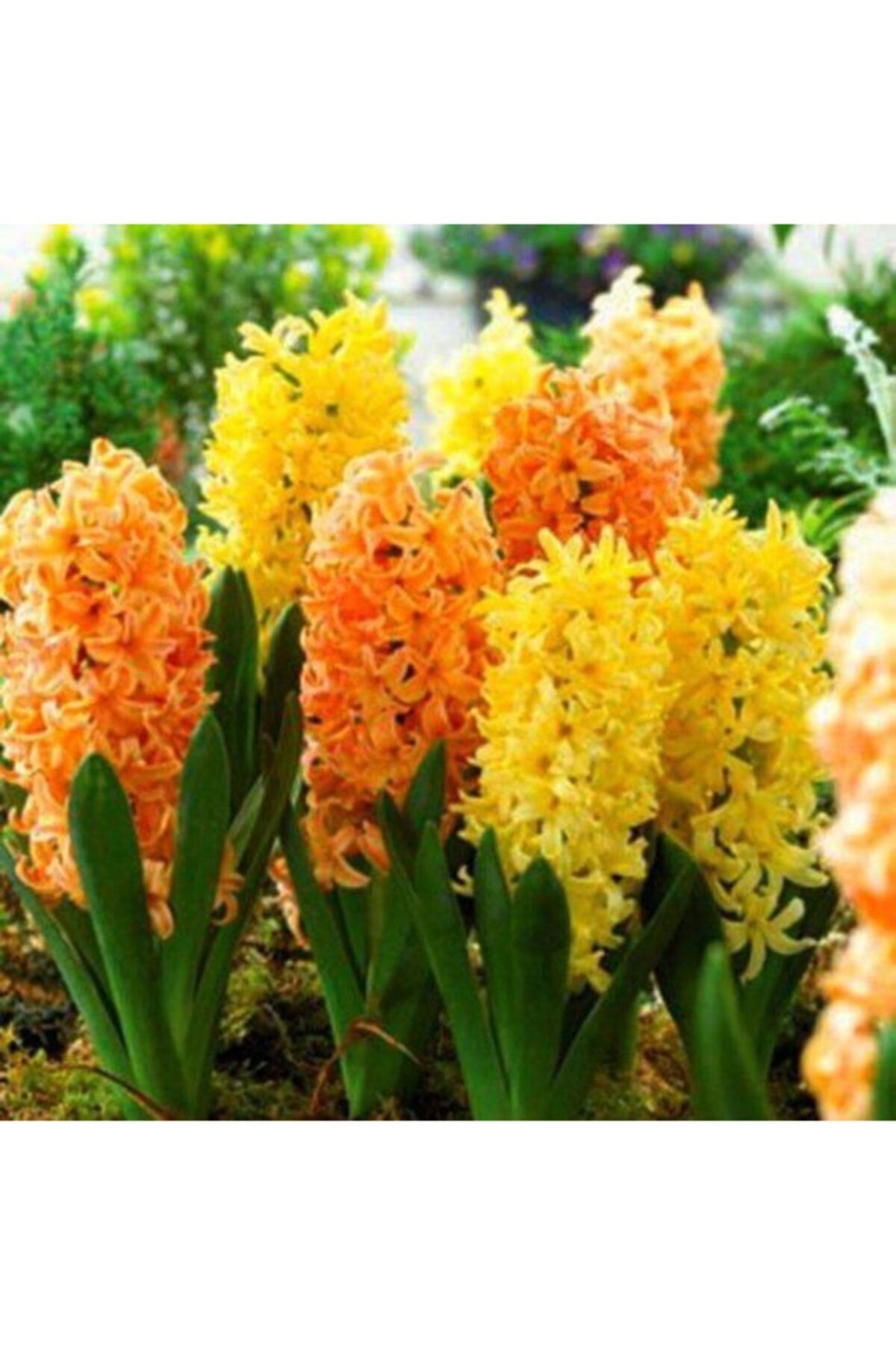 HAN BOTANİK 5 Adet Mis Kokulu Sarı Turuncu Karışık Sümbül Soğanı