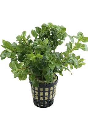 Ludwigia Green ( Canlı Bitki) Image 0