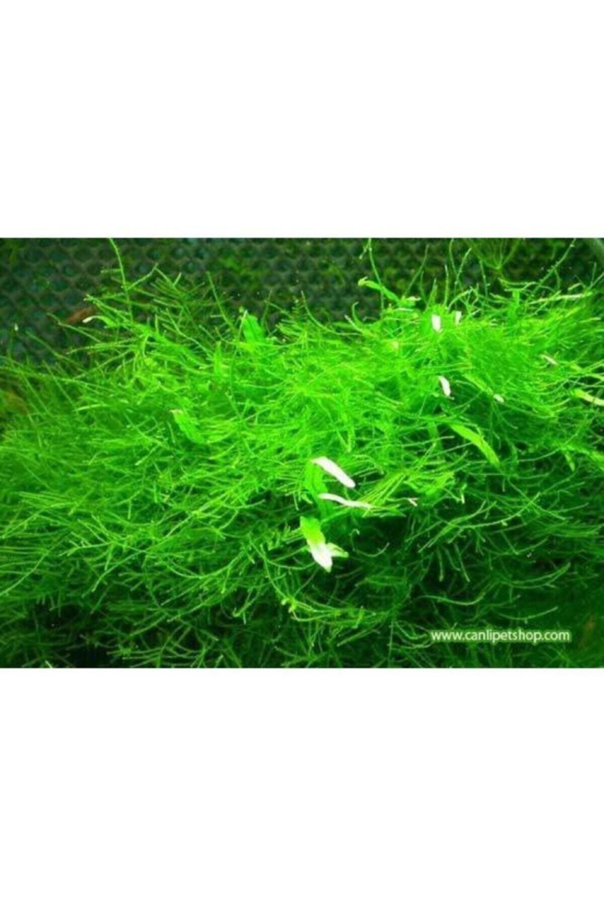 TROPİKAL Moss \
