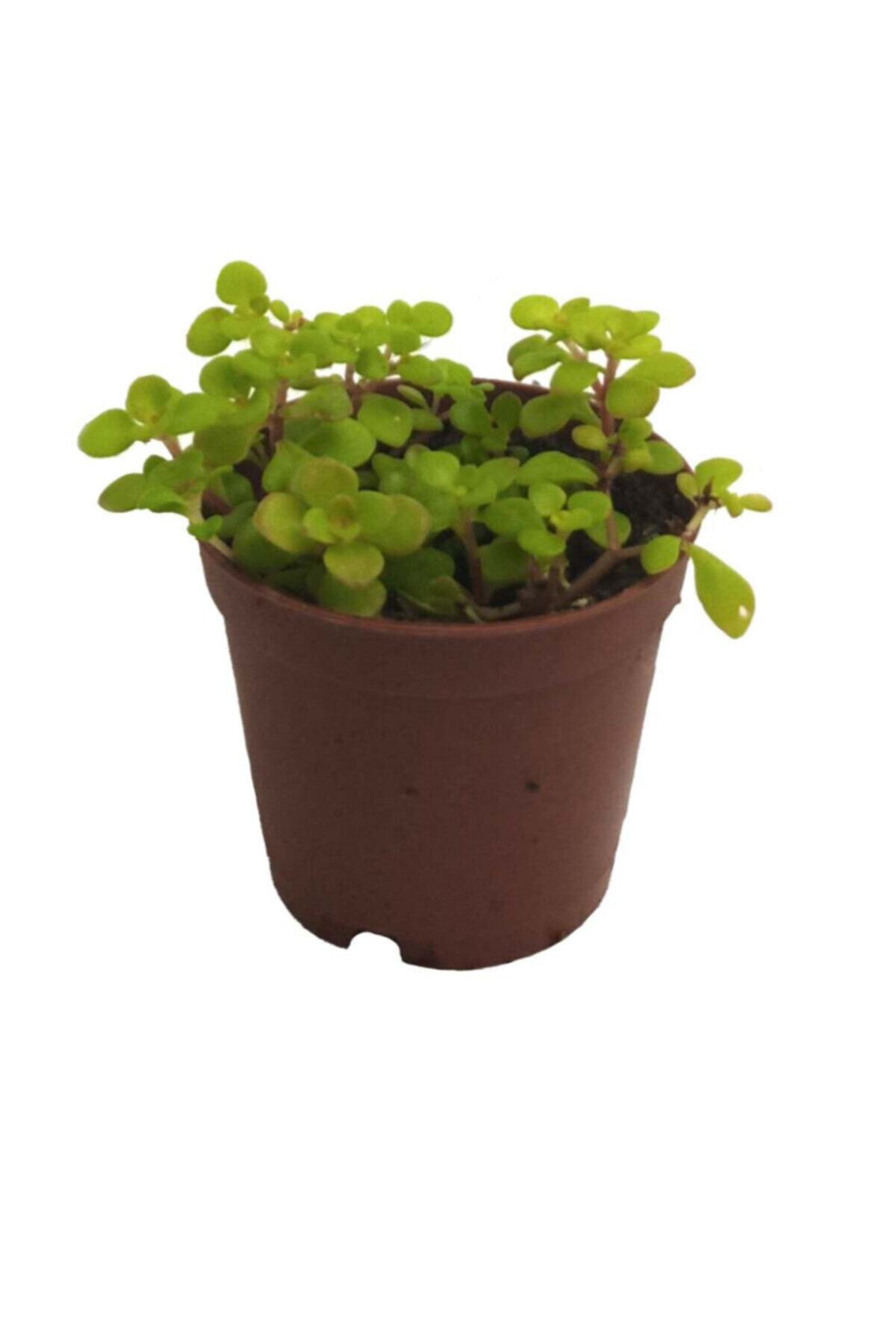 Palmiye Sedum Makinoi (5,5 Cm Saksıda)