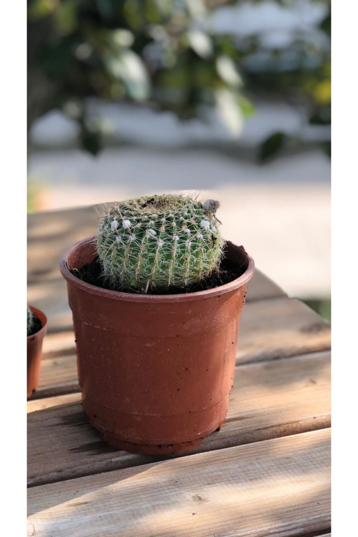 My Succulent Mammillaria Hahniana Nadir Tür Kaktüs Büyük Boy 12 Cm'lik Saksıda