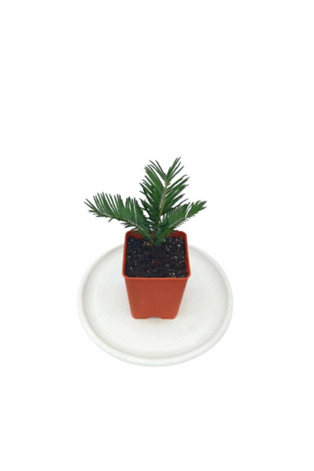 SERVET GARDEN Cycas Palmiyesi- 3 Yaprak Turuncu Saksı