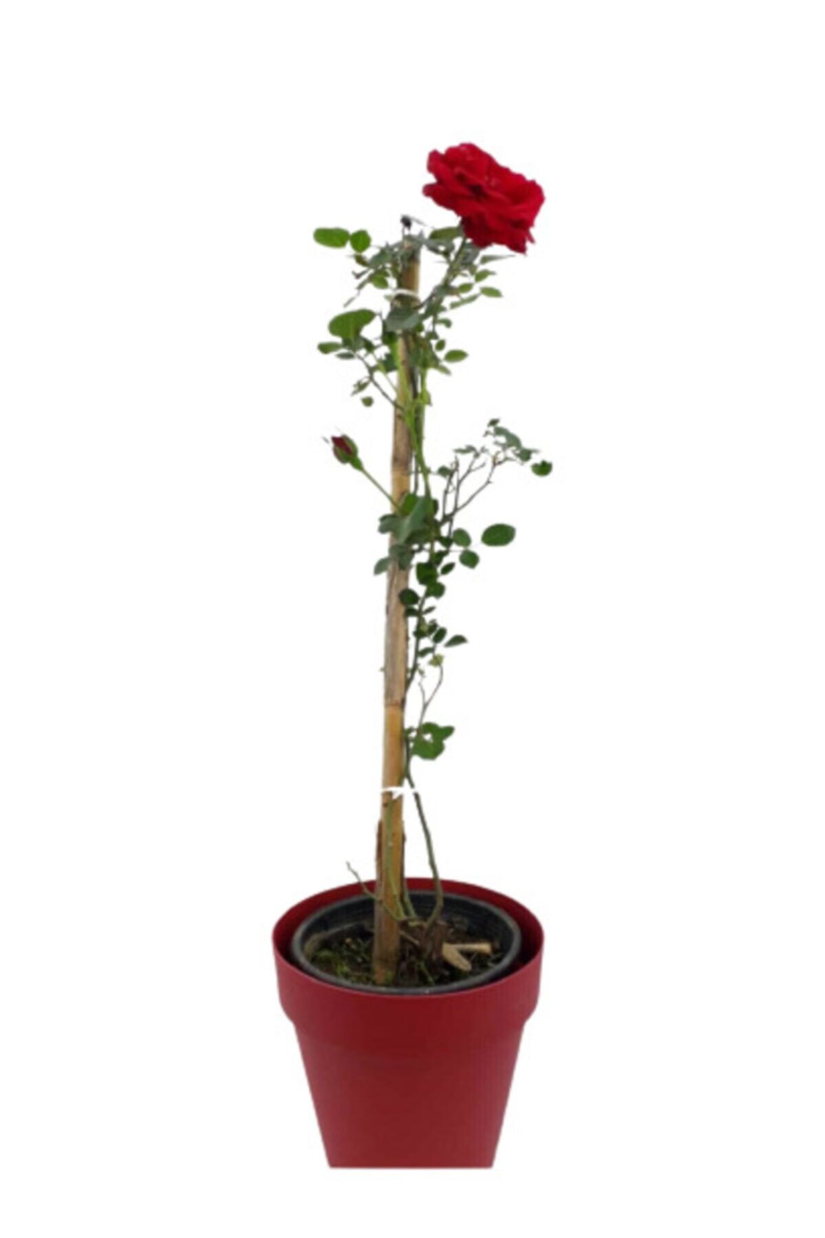 SERVET GARDEN Saksıda Sarmaşık Kırmızı Gül Fidanı 100-150cm