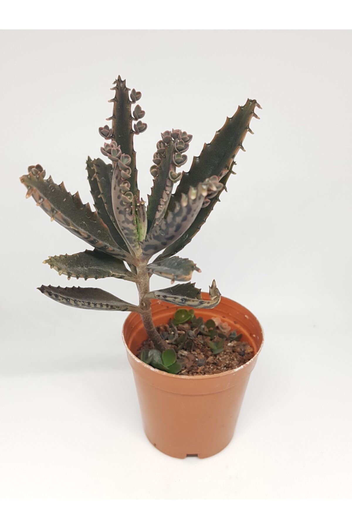 DOĞA BAHÇESİ Yeşil Aşkın Gözyaşı Kalanchoe Daigremontiana 5,5cm Saksılı