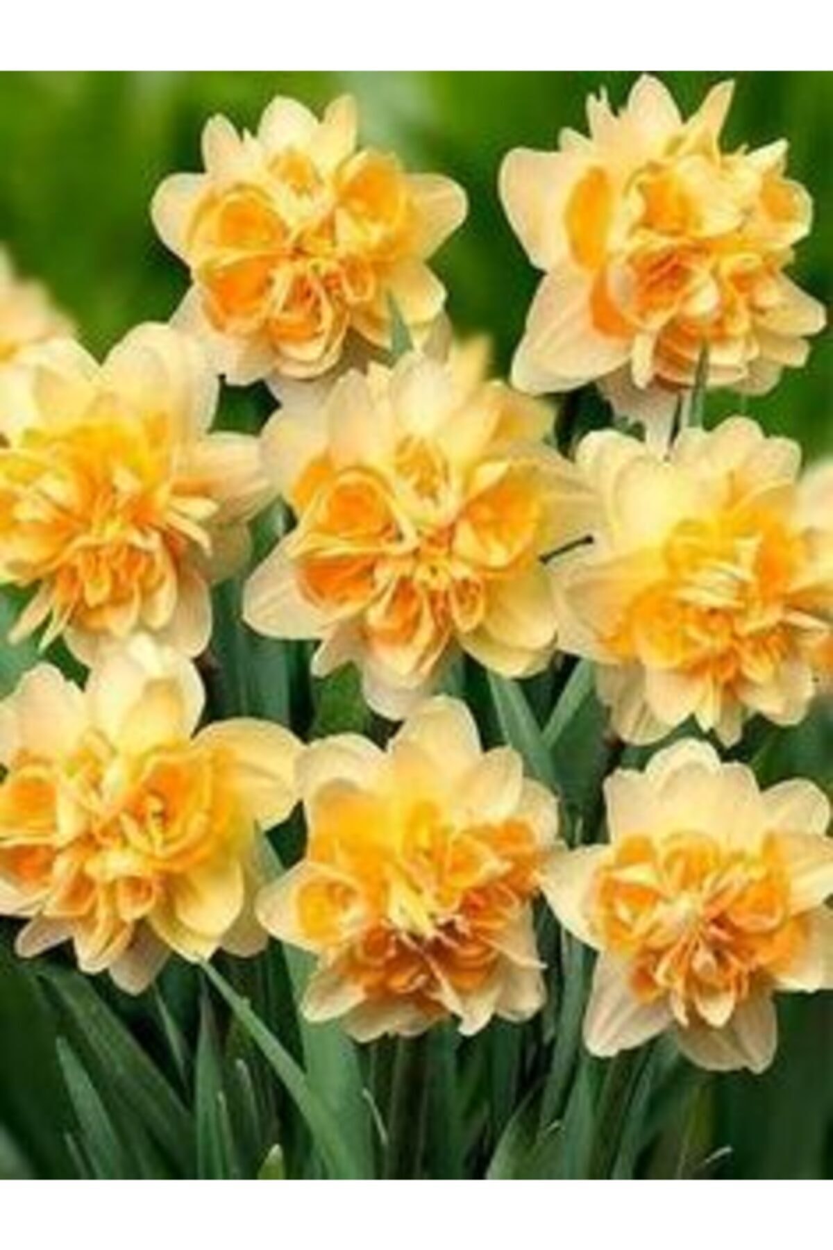 GARDENYA TOHUMCULUK 6 Adet Katmerli Sarı Tonlar Kokulu Nergis Çiçek Soğanı