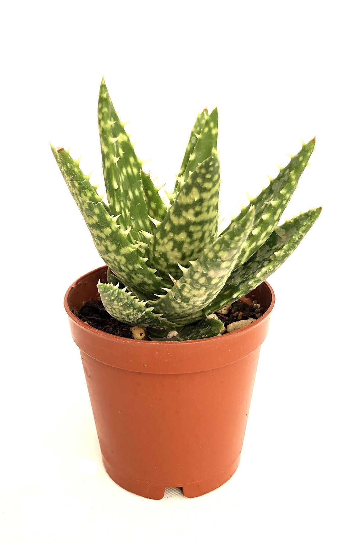 Arts Gardens Aloe Squarrosa (aloe Juvenna) 5.5 Cm Saksıda