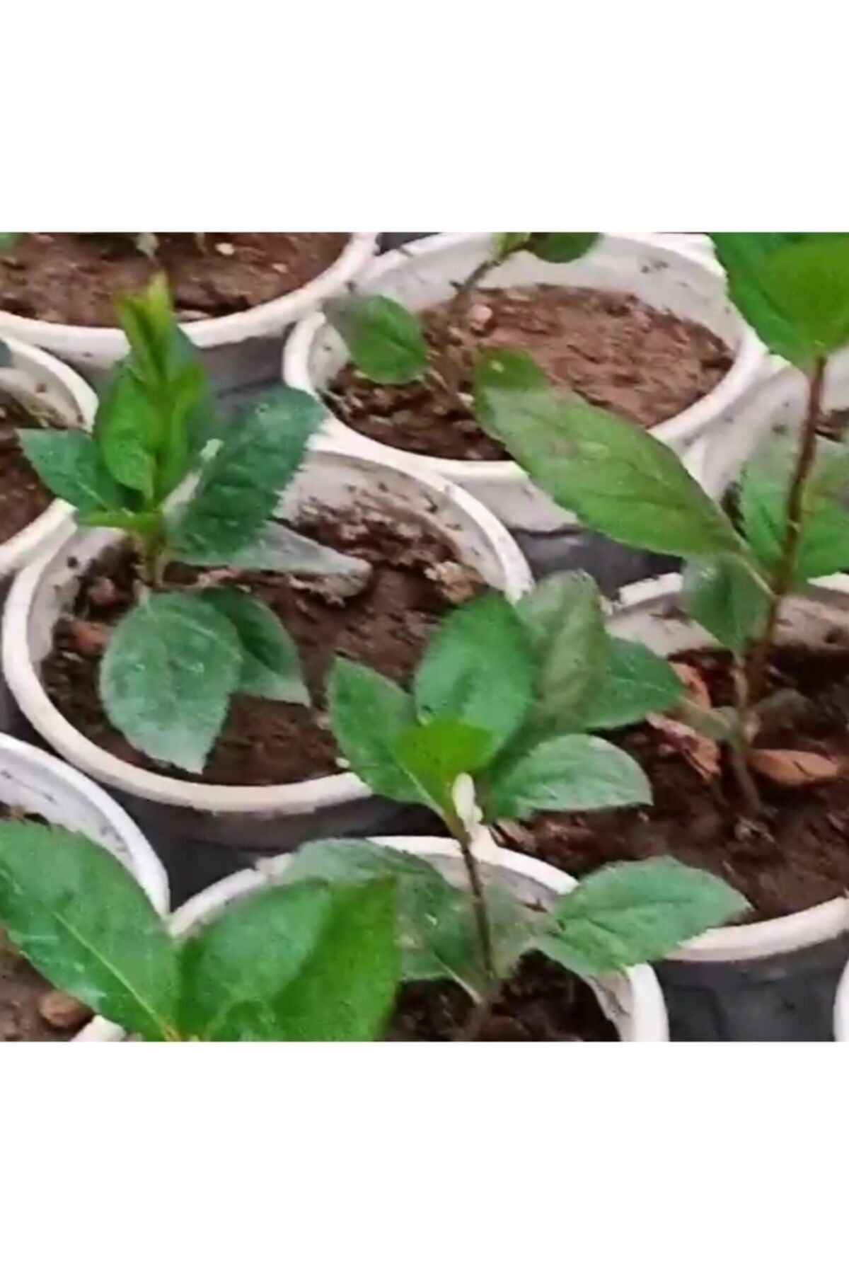 Toprağın Hediyesi Aronia bitkisi