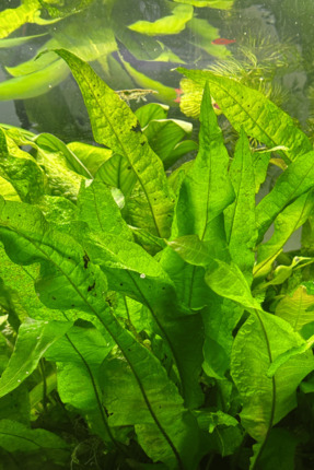 Java Fern LEPTOCHILUS PTEROPUS Canlı Akvaryum Bitkisi Image 3