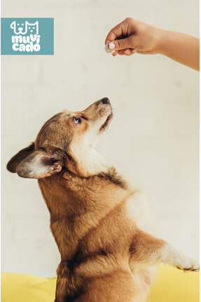 Kedi Köpek İçin Lezzetli Bitkisel İç Anti Parazit Herbal Tableti Kedi ve Köpek Parazit Hapı 10 Adet Image 4