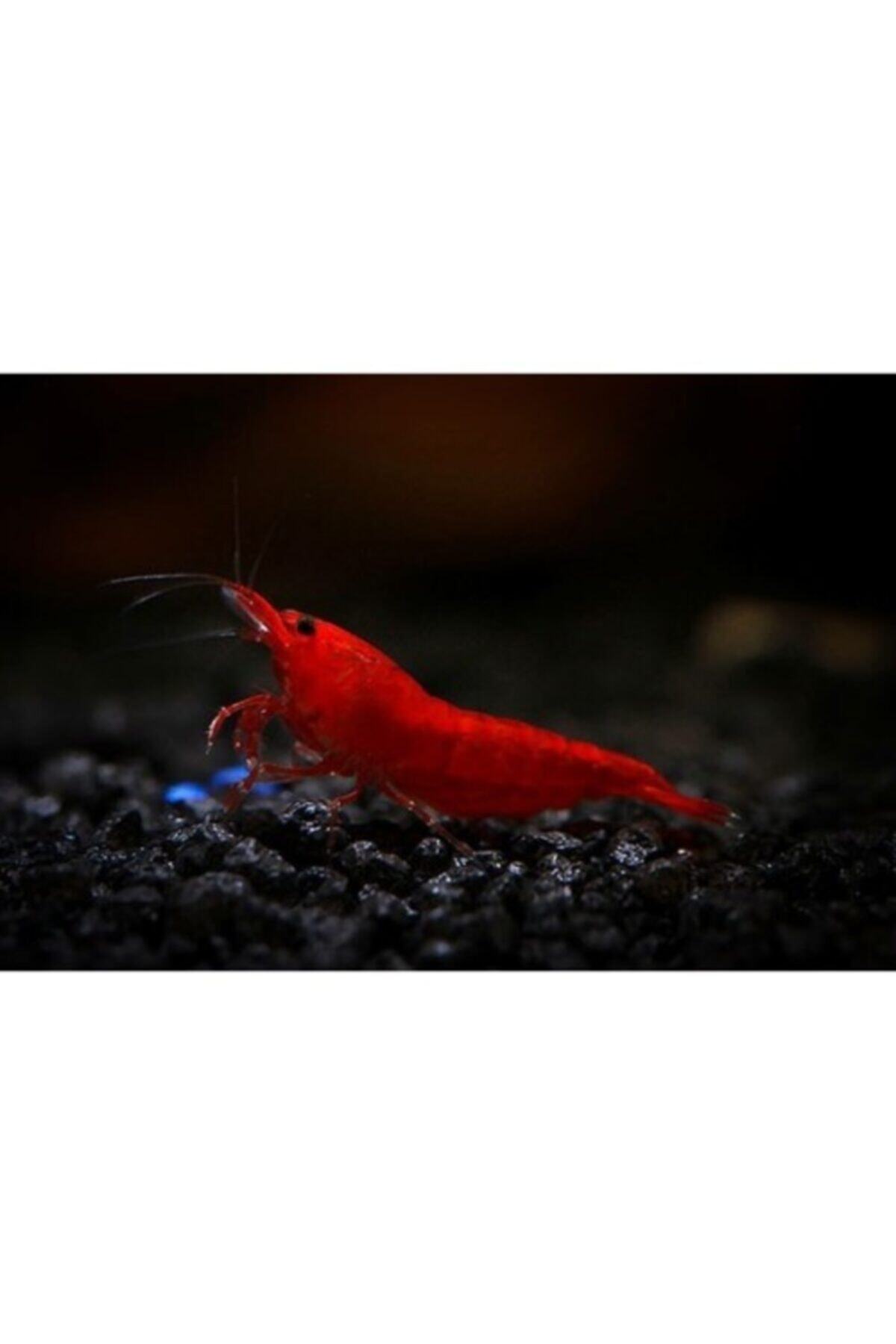 Sakura 5 Adet Bloody Marry (1CM)
