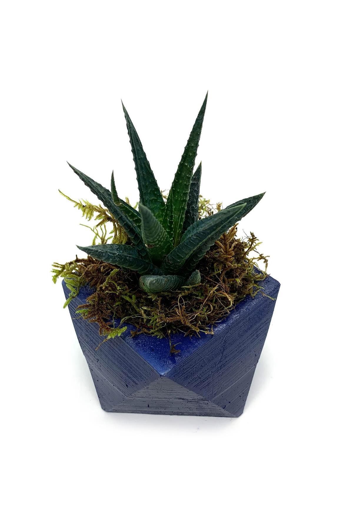 ÇiçekAntalya Prizma Lacivert Saksıda Sukulent Kaktüs Haworthia