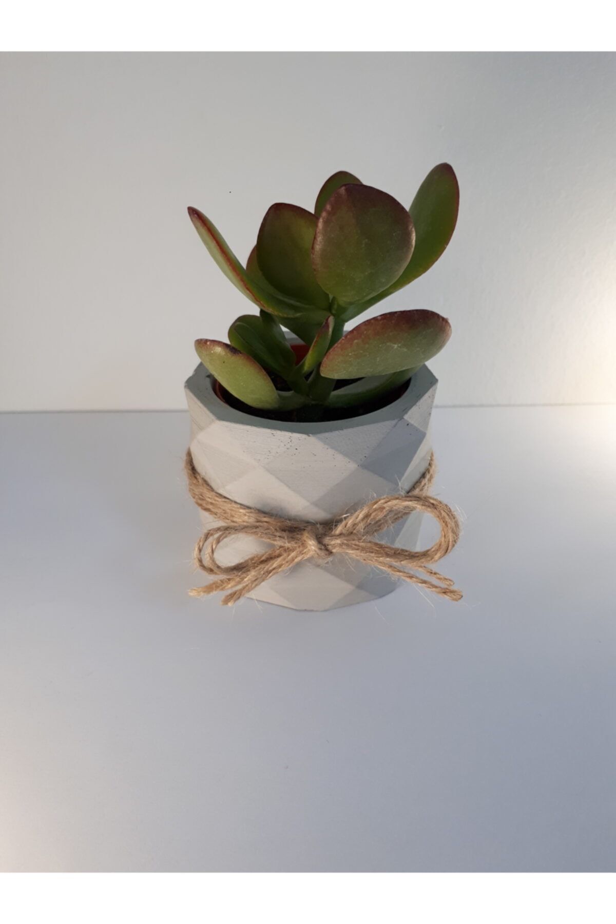 My Succulent Şans - Para Çiçeği Geniş Yapraklı Skulent Crassula Ovata
