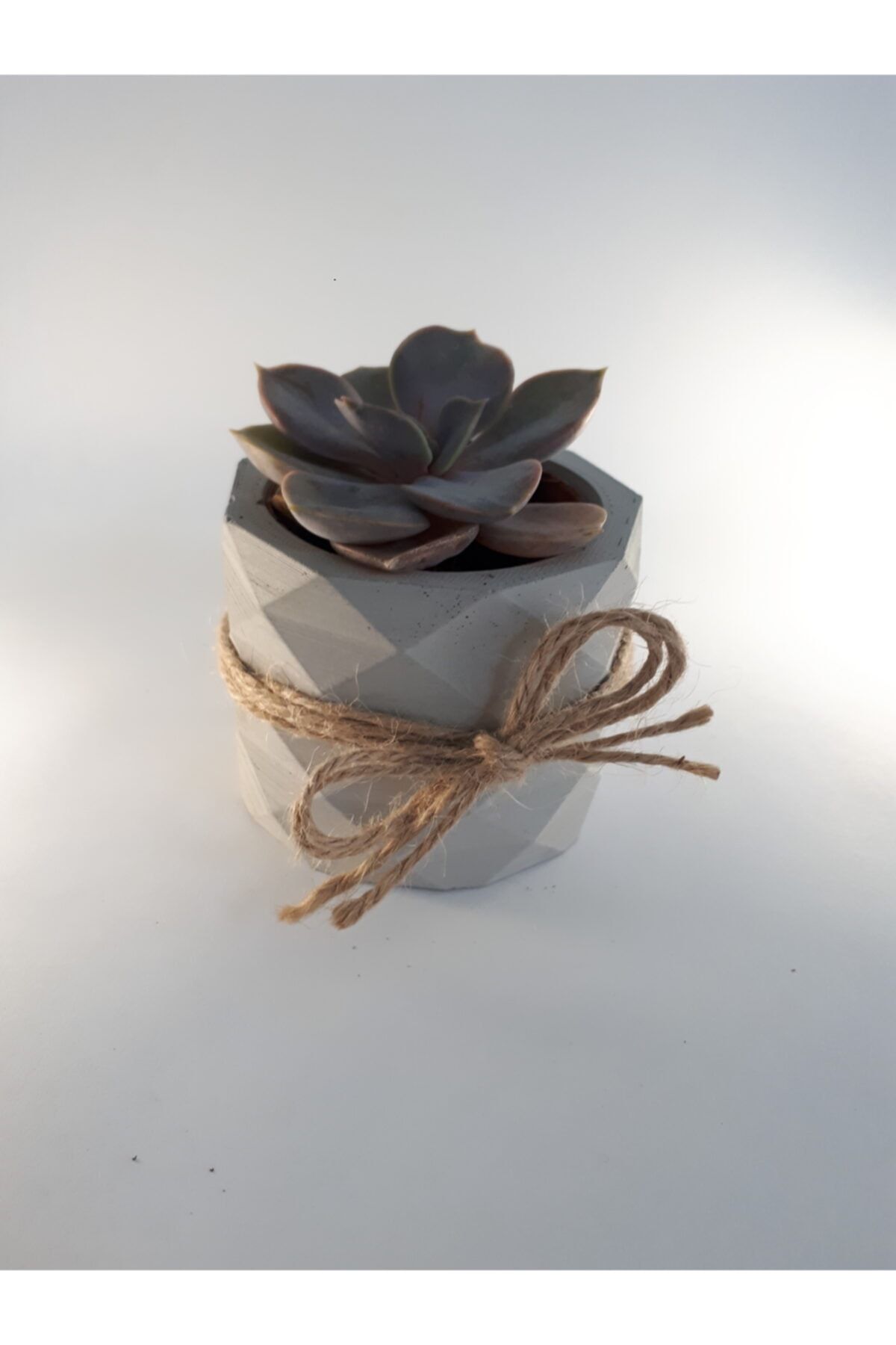 My Succulent Echeveria Perle Von Nürnberg