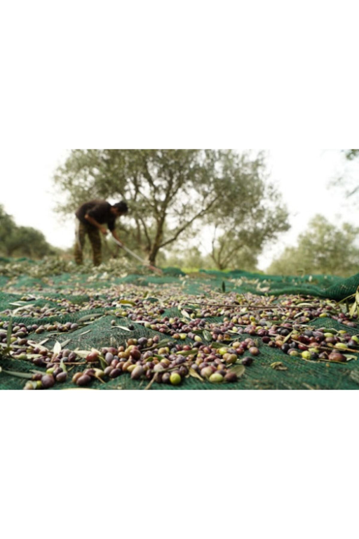 ÇUVAL SEPETİ Zeytin Toplama Filesi Örtüsü Sergisi 3m * 6m Fındık Ve Fıstık Toplama Filesi