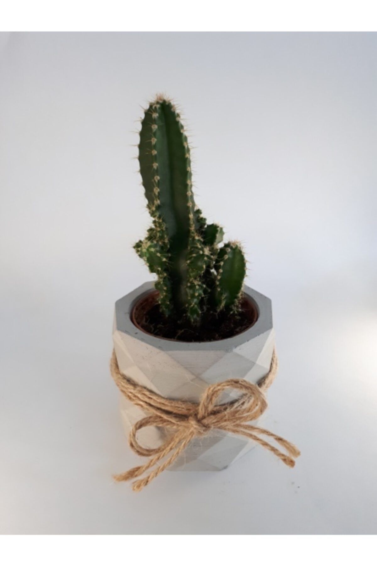 My Succulent Acanthocereus Tetragonus Radyasyon Çiçeği Peri Kalesi Kaktüs