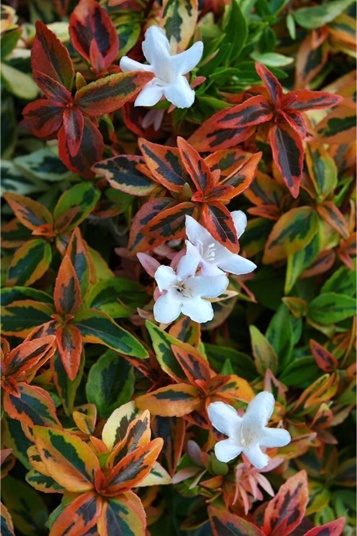 fidanistanbul Abelia Grandiflora Kaleidoscope Alacalı Güzellik Çalısı, Saksıda