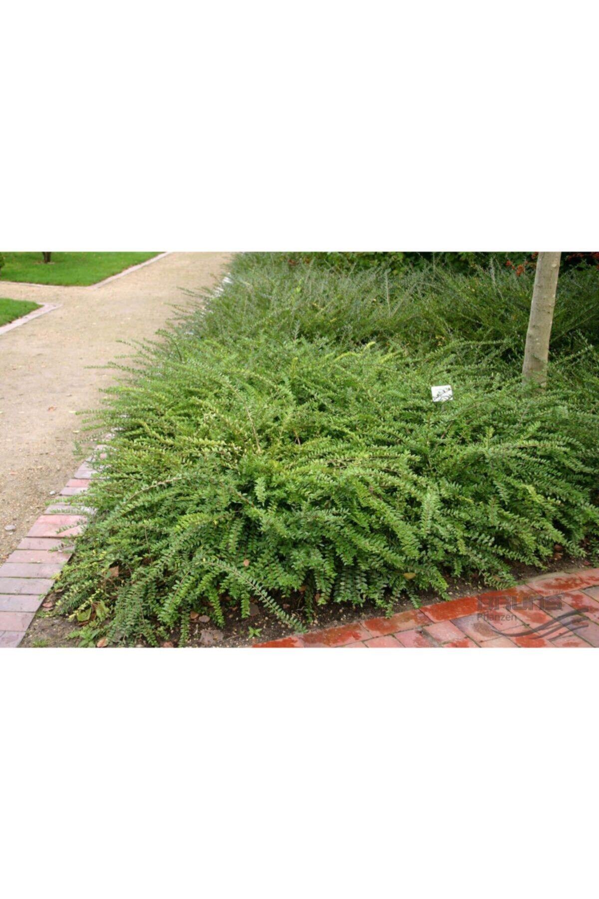fidanistanbul Lonicera Pileata Moss Green Yeşil Çalı Hanımeli, 20-40 Cm, Saksıda