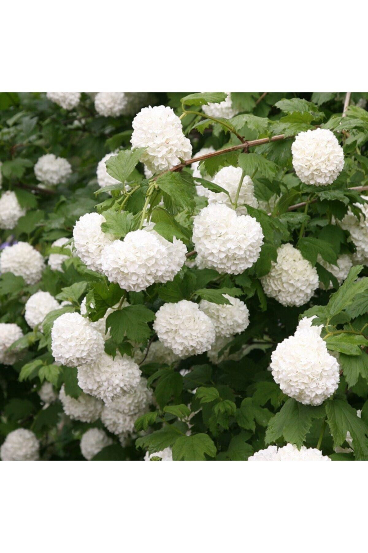 fidanistanbul Yaprak Döken Kartopu, 20-40 Cm, Saksıda