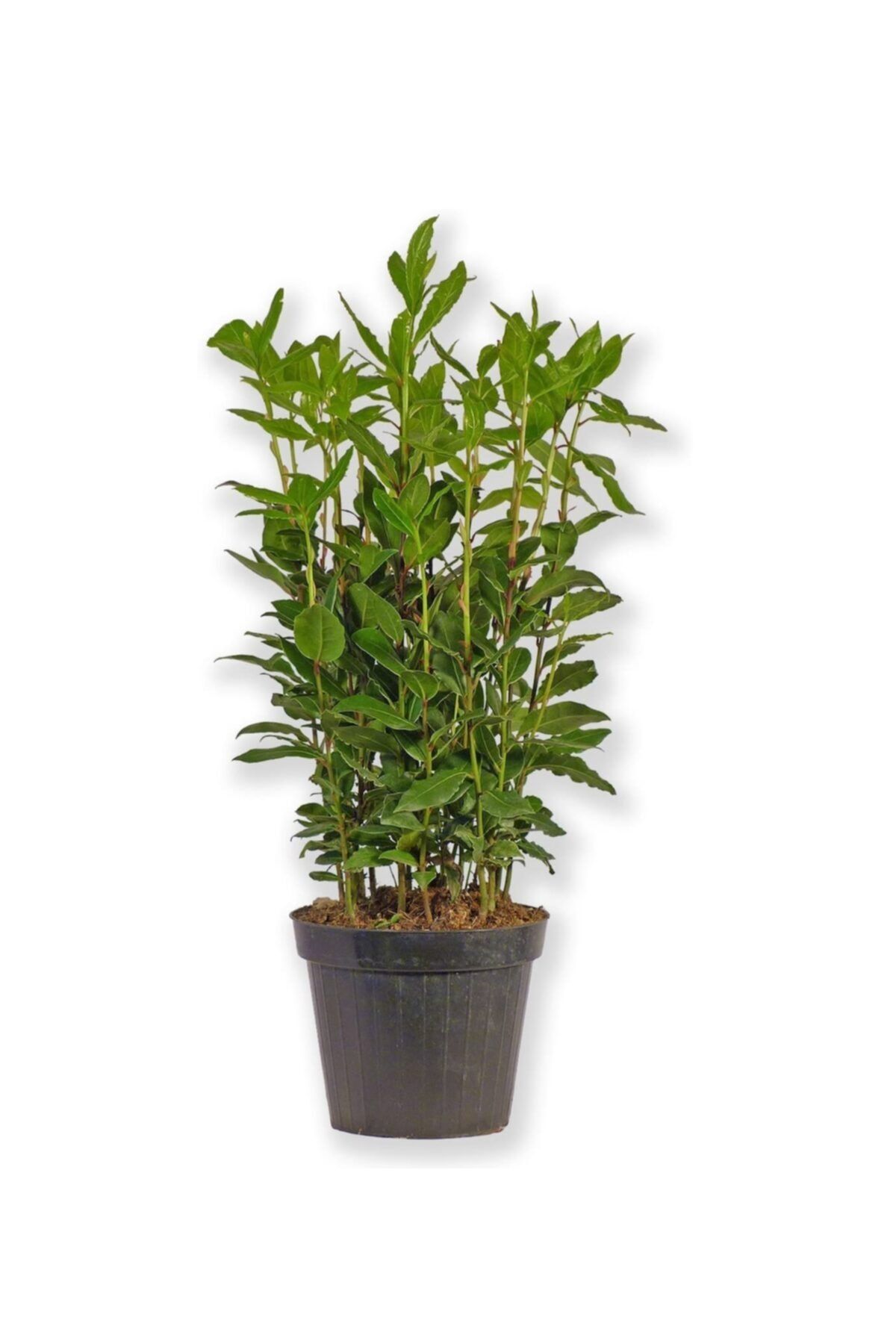 fidanistanbul Laurus Nobilis Defne Fidanı, 80-100 Cm, Saksıda