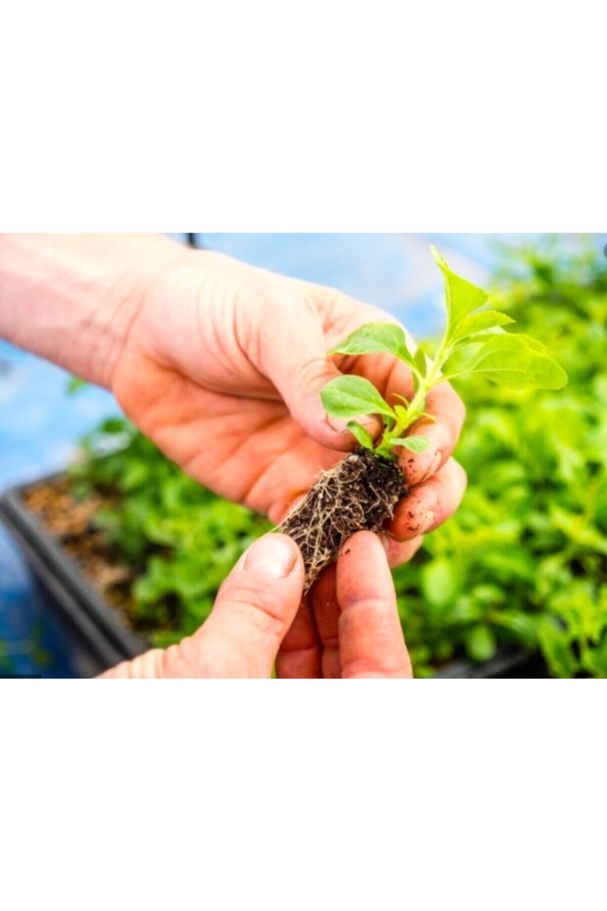 Tor Stevia Şeker Otu Fidesi 10 Adet