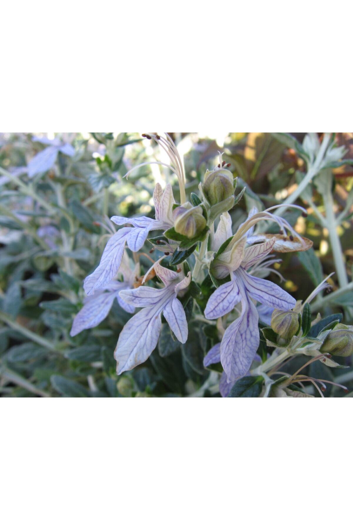 fidanistanbul Teucrium Fruticans Australia Zeytin Çalısı , Saksıda