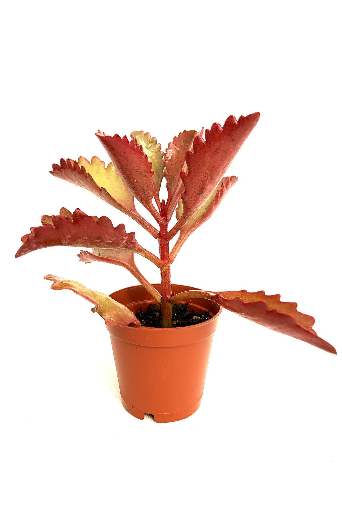 Arts Gardens Kalanchoe Longiflora Coccinea 5.5 cm Saksıda