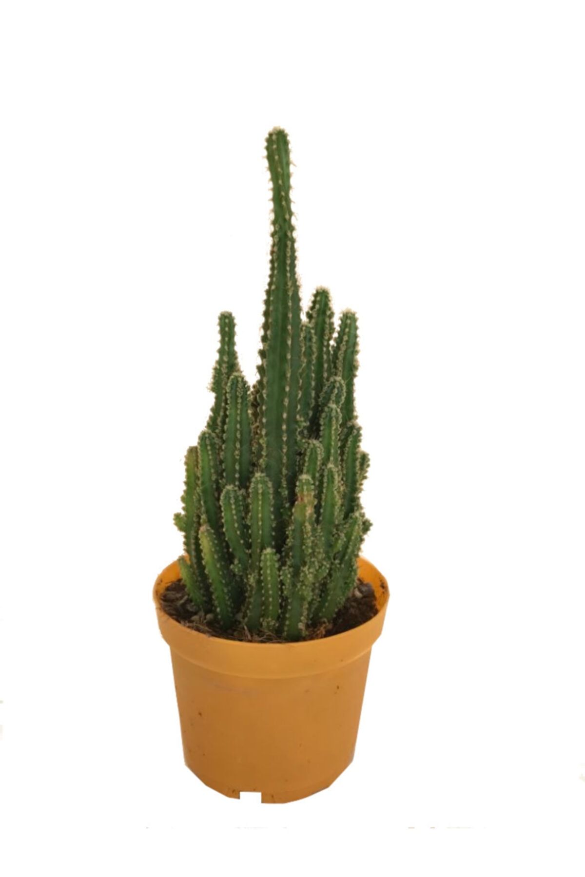 BOYBEYİS BOTANİK Radyasyon Emici Kaktüs - Cereus Peruvianus Florida