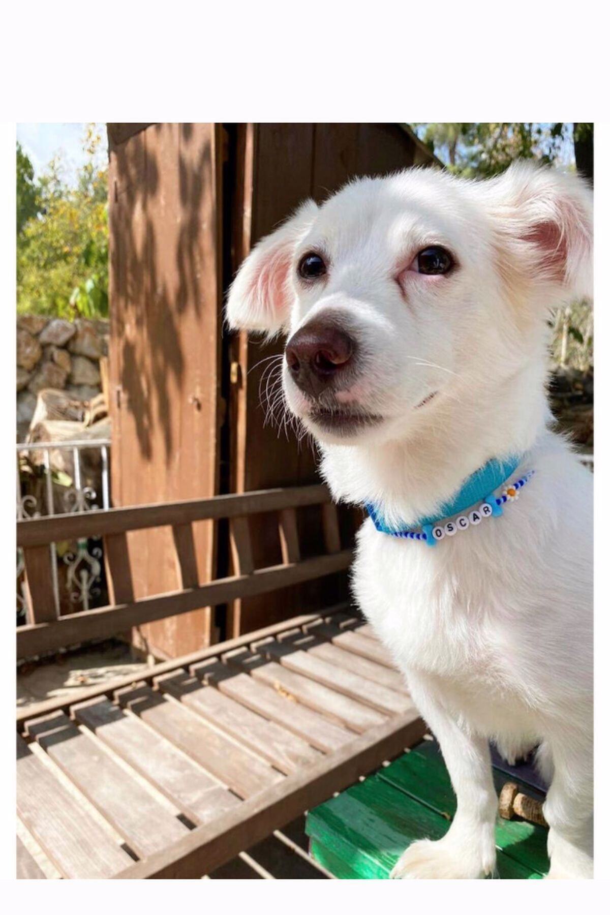 Limed Design Yazılı Köpek Kolyesi- Yavru Ve Küçük Irk