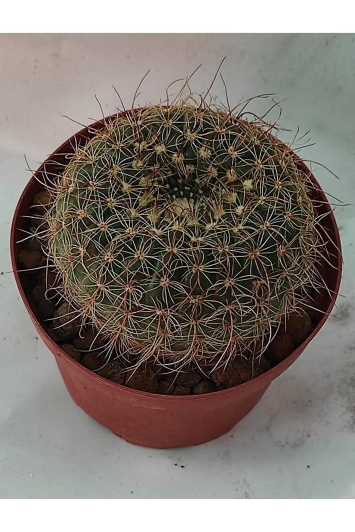 Pagoda Kaktüs, 8.5 Cm Saksıda, (20d/e41)