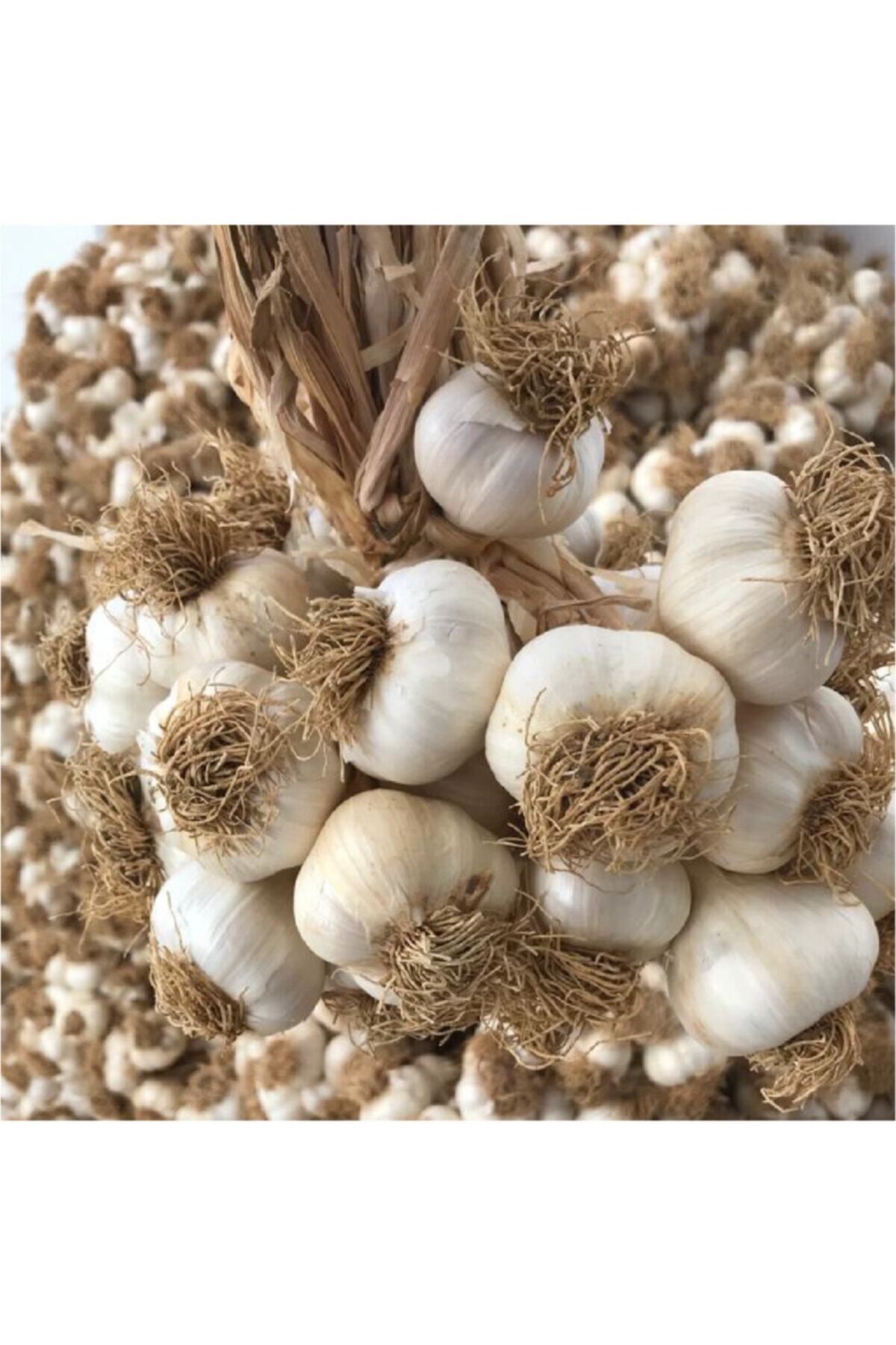 Divan Organik Sarımsak Orta Boy 1kg