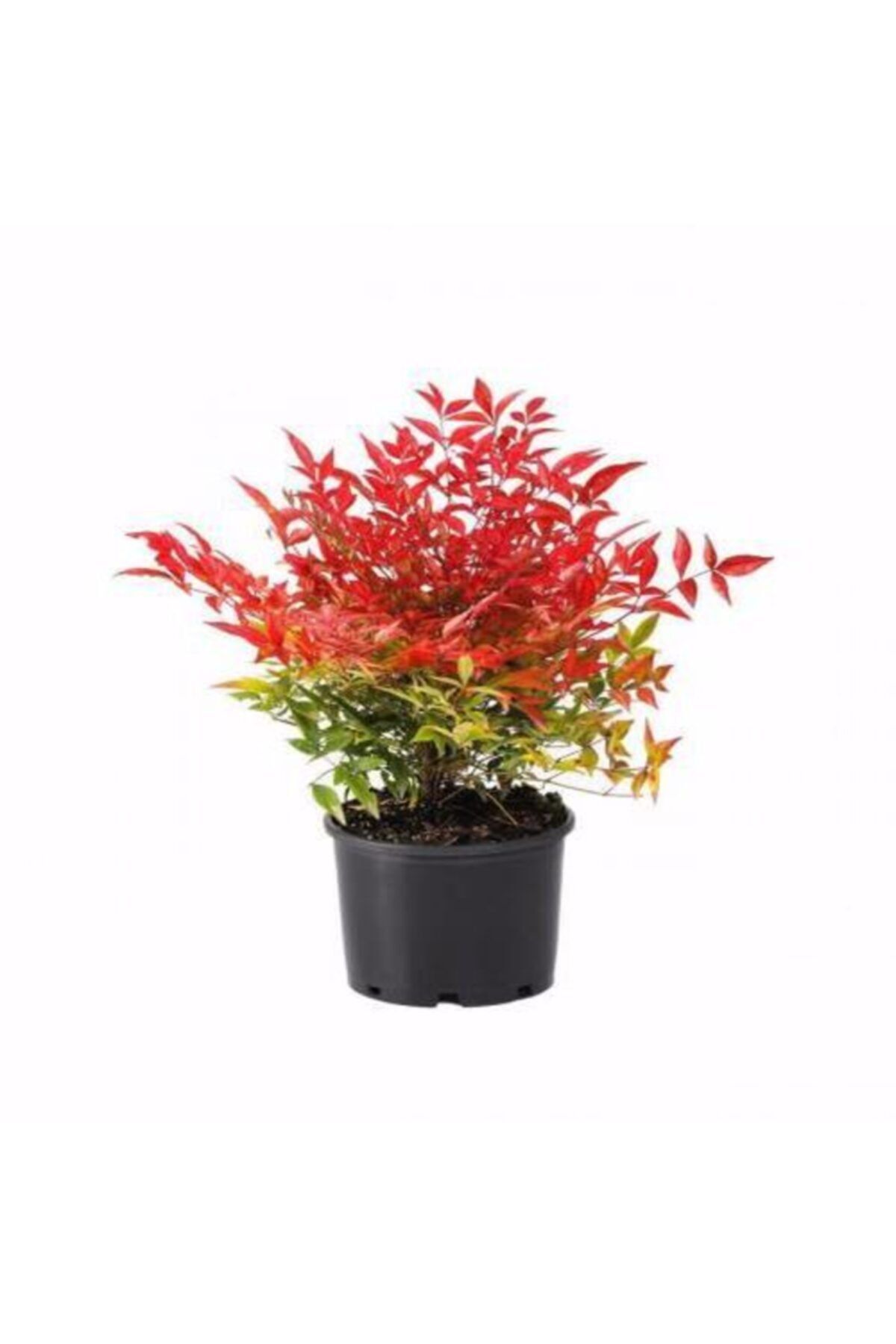 modabotanik 10 Adet Cennet Bambusu (nandina Domestica) 30-50 Cm(1.kalite)