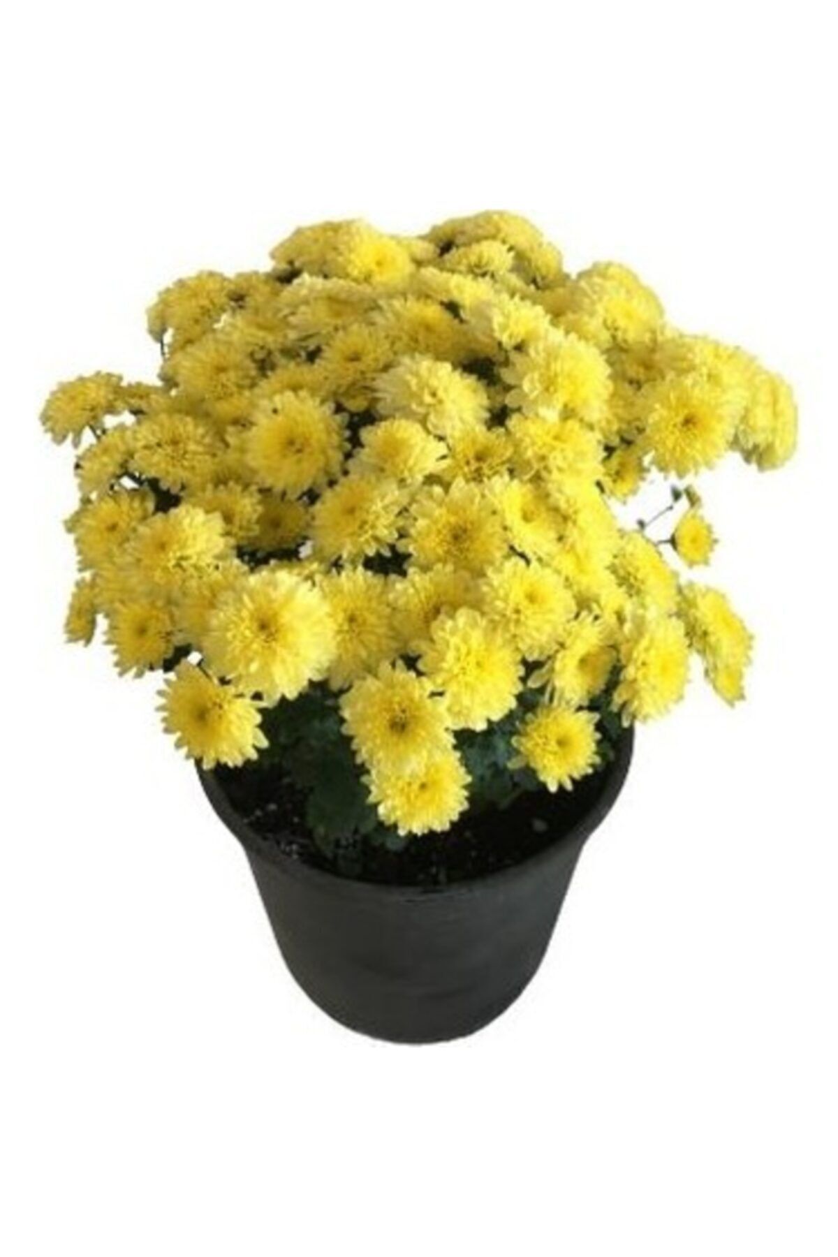 HAN BOTANİK Canlı Saksılı Sarı Kasımpatı Çiçeği Krizentem Çiçeği