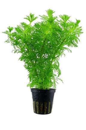 Limnophila Sessiliflora (1 Saksı) Canlı Akvaryum Bitkisi Image 3