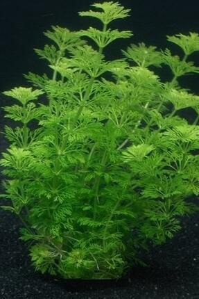 Limnophila Sessiliflora (1 Saksı) Canlı Akvaryum Bitkisi Image 2