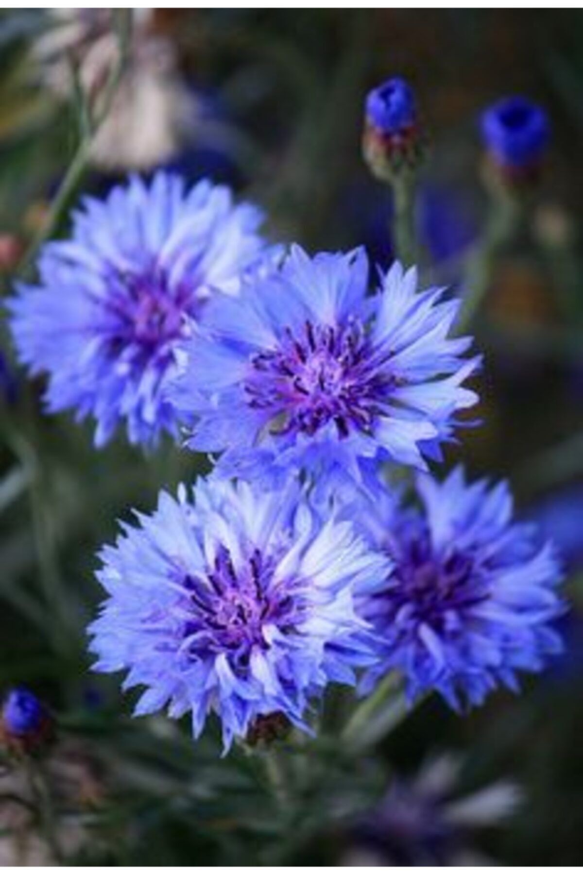 GARDENYA TOHUMCULUK 2 Adet Kaktüs Dahlia Yıldız Çiçek Soğanı