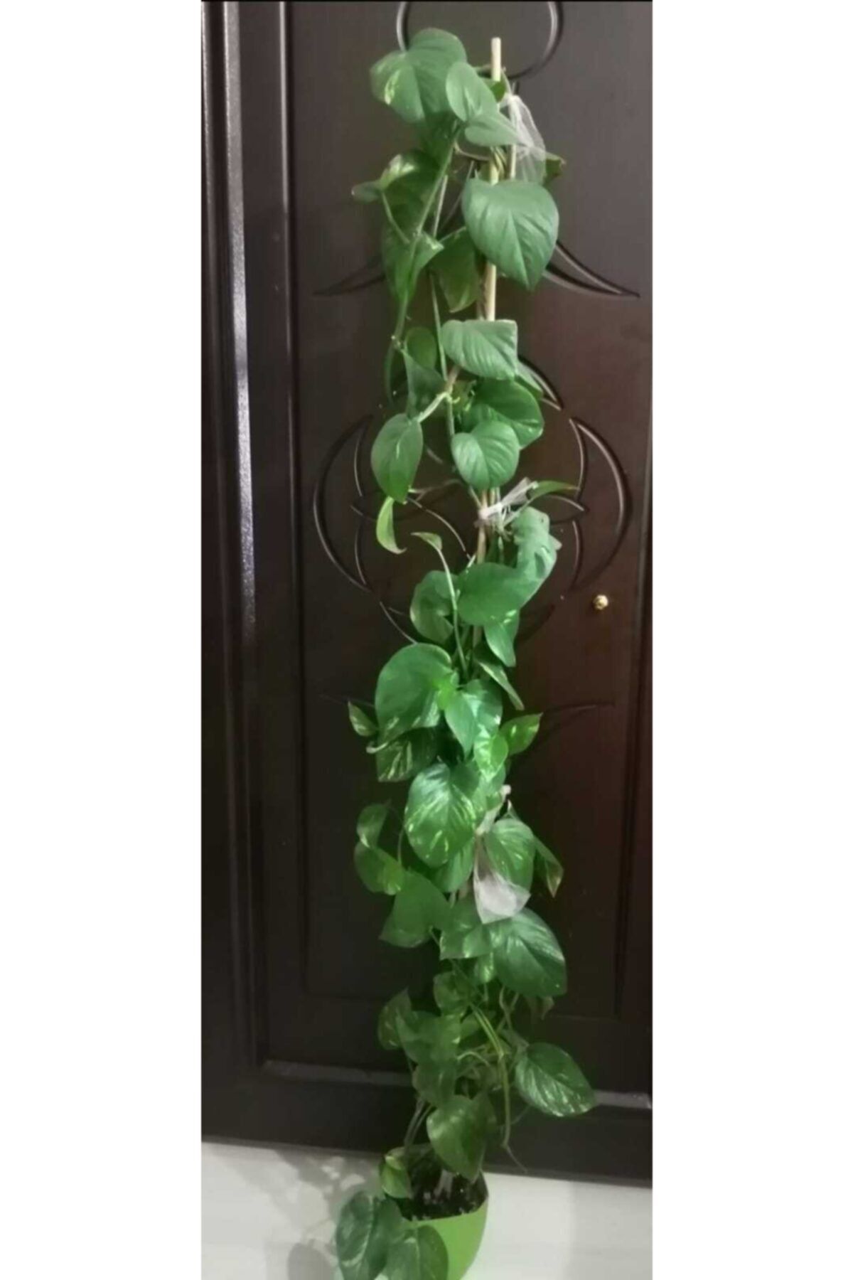 İncim Çiçekçilik Ve Fidancılık Patos Sarmaşığı
