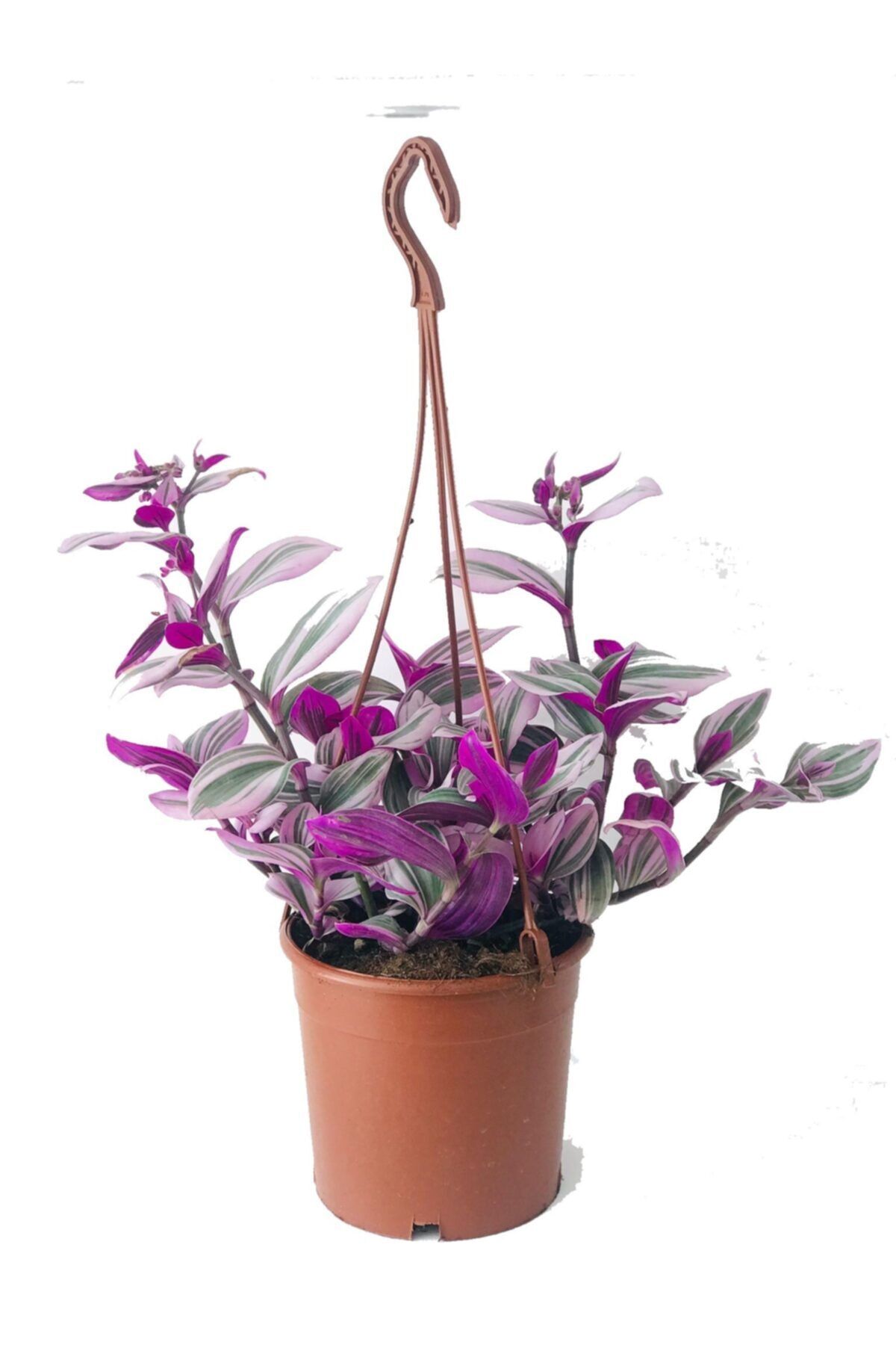 Nemesia çiçek evi Tradescantia Nanouk, Pembe Telgraf Çiçeği, Askılı Saksıda