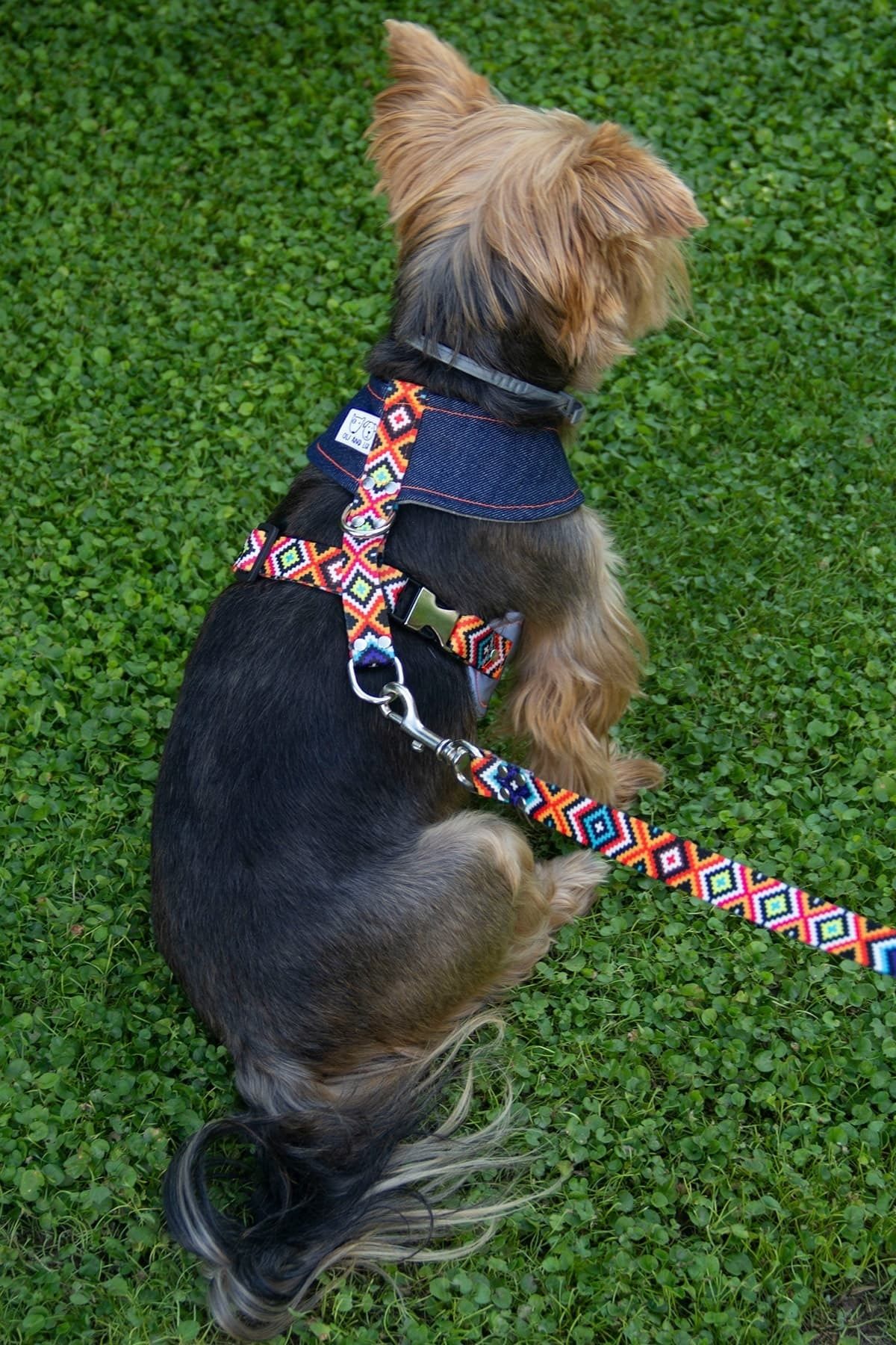 Oli and Lui Large Aztec Köpek Göğüs Tasması Ve Köpek Gezdirme Kayışı Seti
