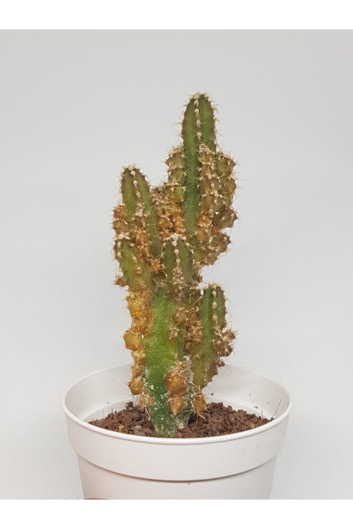 DOĞA BAHÇESİ Cereus Repandus Radyasyon Emici Kaktüs (10cm Boy) 5,5cm Saksılı