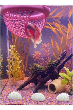 Beta Dinlenme Alanı Beta Yuvası Balık Yavrulugu Balık Yuvası MDizmir Petshop Image 3