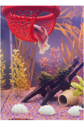 Beta Dinlenme Alanı Beta Yuvası Balık Yavrulugu Balık Yuvası MDizmir Petshop Image 5