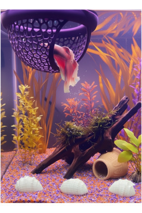 Beta Dinlenme Alanı Beta Yuvası Balık Yavrulugu Balık Yuvası MDizmir Petshop Image 4