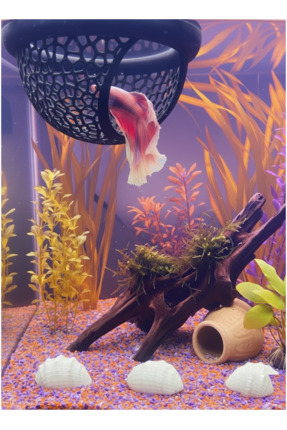 Beta Dinlenme Alanı Beta Yuvası Balık Yavrulugu Balık Yuvası MDizmir Petshop Image 2