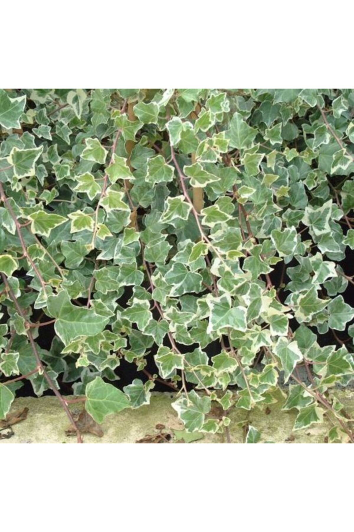 modabotanik 10 Adet Alacalı Duvar Sarmaşığı (hedera Helix) +100 Cm