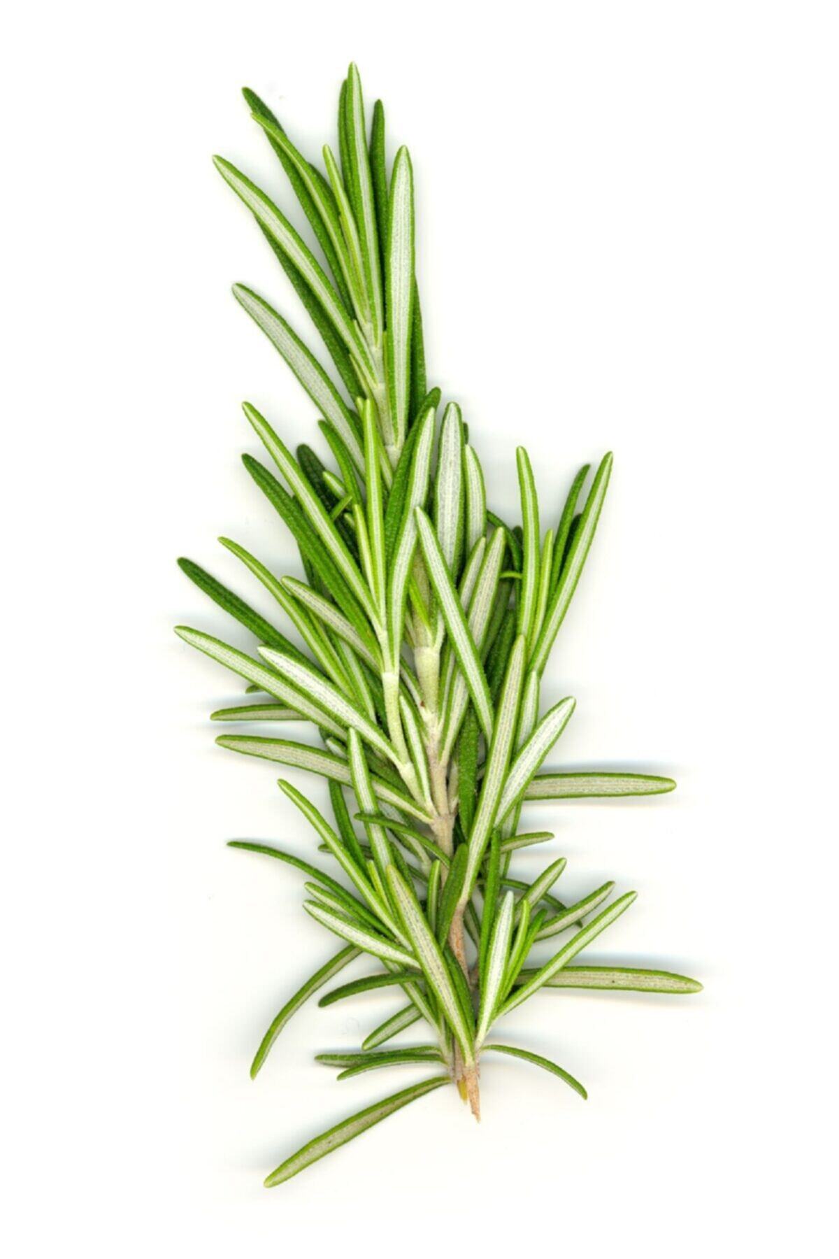Herb Bahçeden Dalından Ilaçsız Taze Biberiye-50 Gr