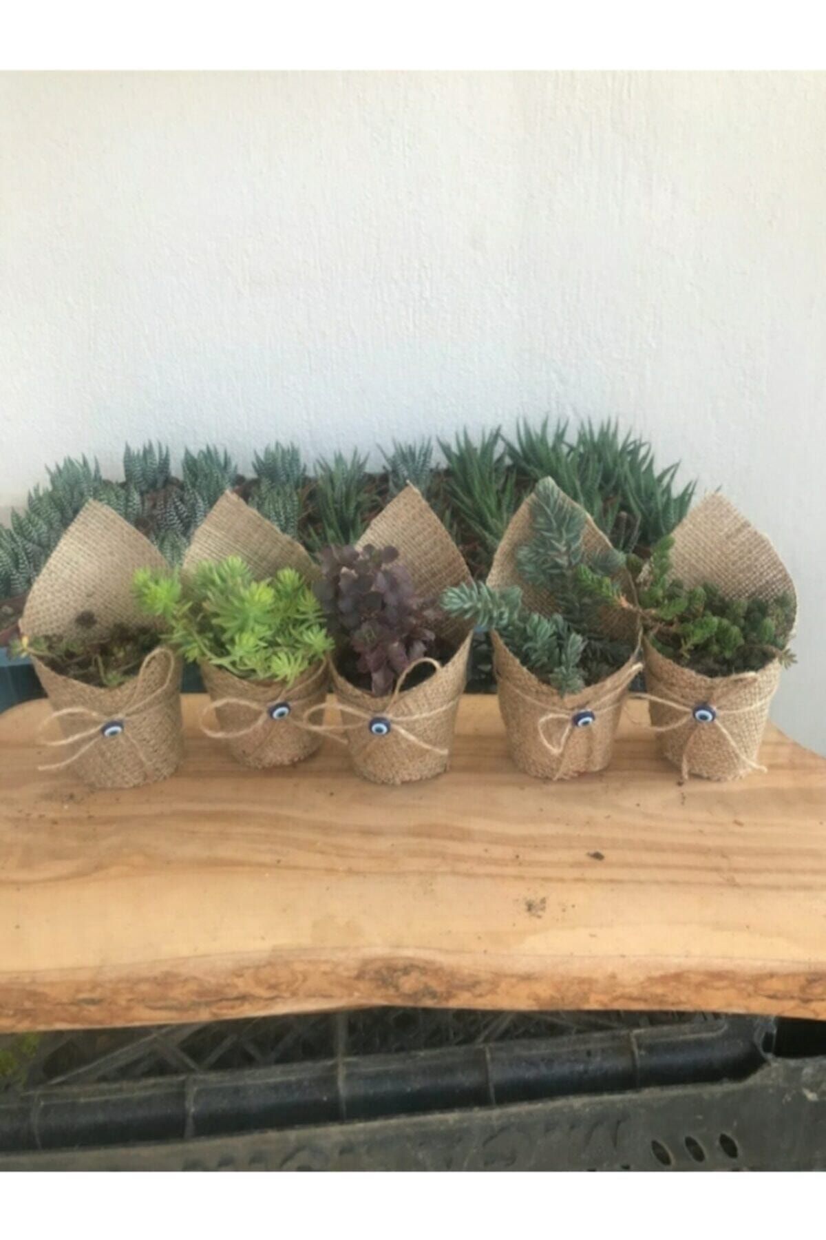 Hira çiçekçilik. 45'li Süslemeli ve Etiketli Sukulent Sedum Mix