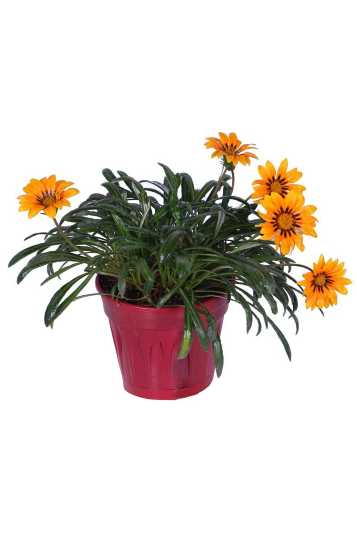 HOBİ VE BAHÇE Gazanya Çiçeği – Koyun Gözü Saksı'da (gazania)