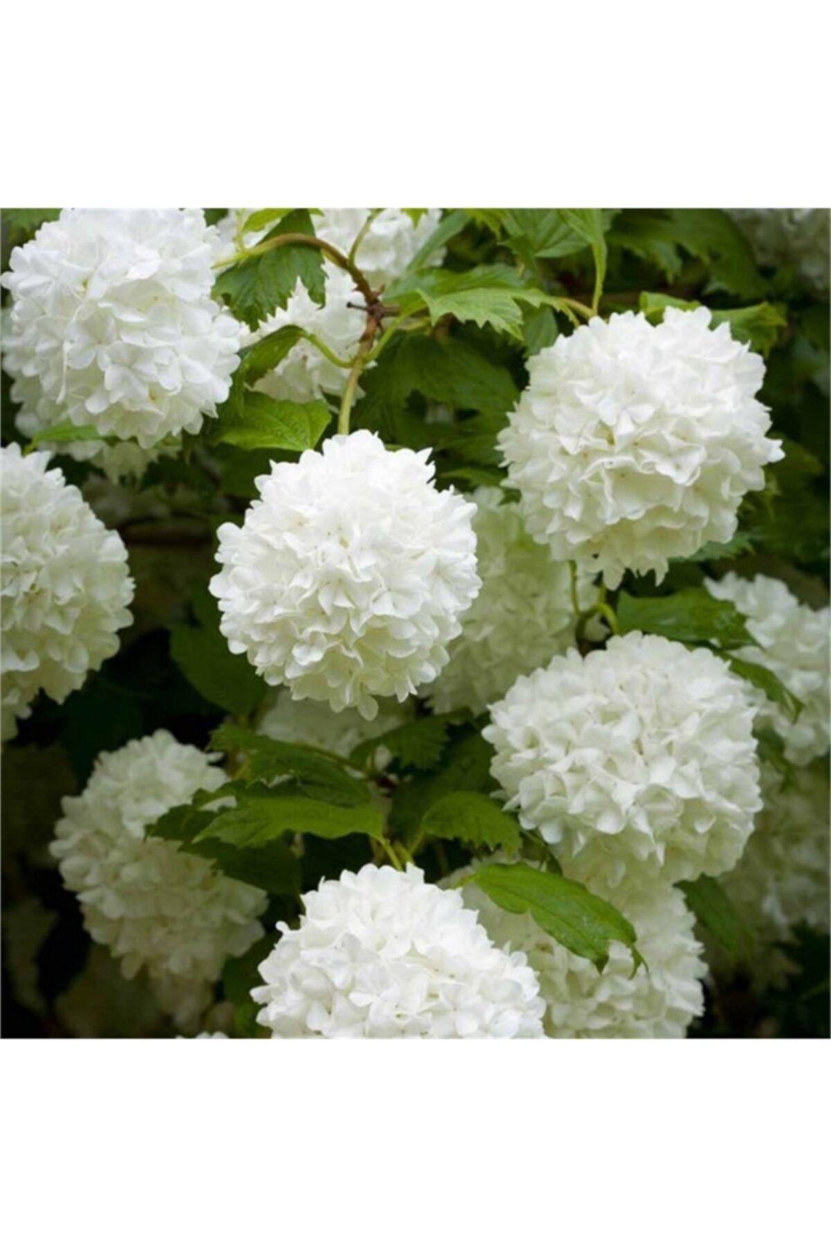 1001fidan Viburnum Opulus Yaz Kartopu Fidanı 80-120cm