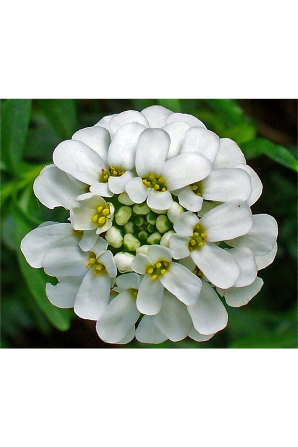1001fidan Iberis Sempervirens Snowflake Şeker Püskülü Fidesi